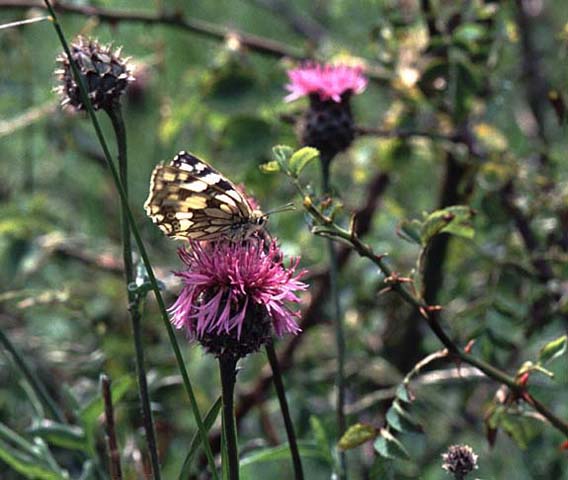 Image of Marbled White butterfly on Knapweed plant