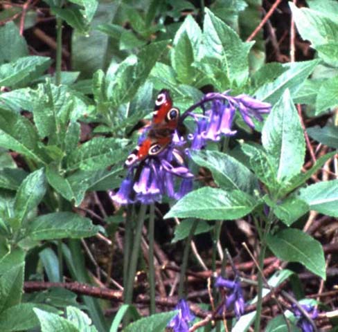 Peacock butterfly on Bluebell