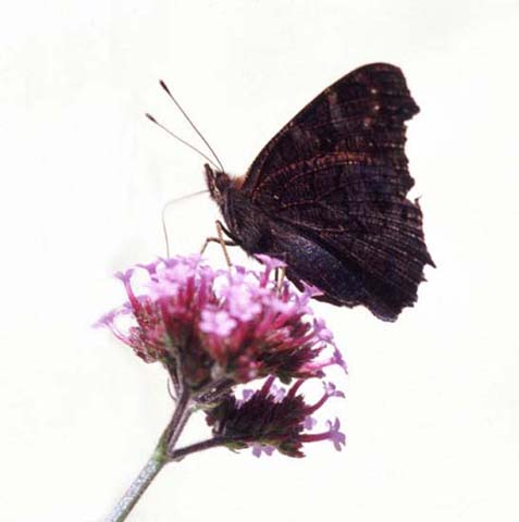 Peacock butterfly on Verbena