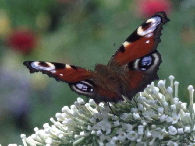 Peacock butterfly on Buddleia davidii 'White Profusion'