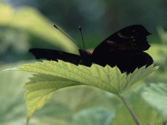 Peacock butterfly resting on Hop