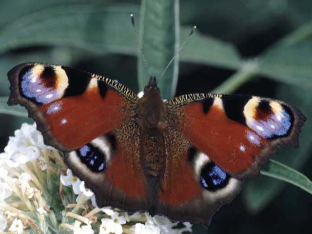 Peacock butterfly on Buddleia davidii 'White Profusion'
