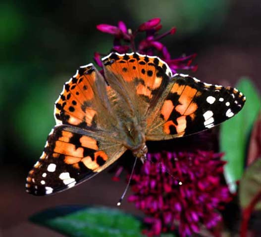 Painted Lady butterfly on Hebe