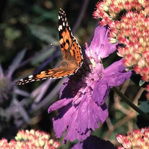 Painted Lady butterfly on Scabious