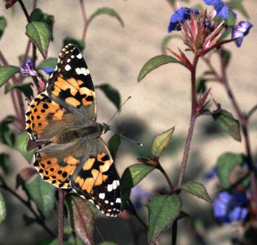 Painted Lady butterfly on Ceratostigma