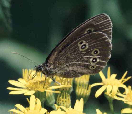 Ringlet butterfly on Ragwort