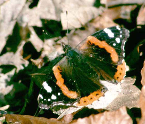 Red Admiral butterfly 