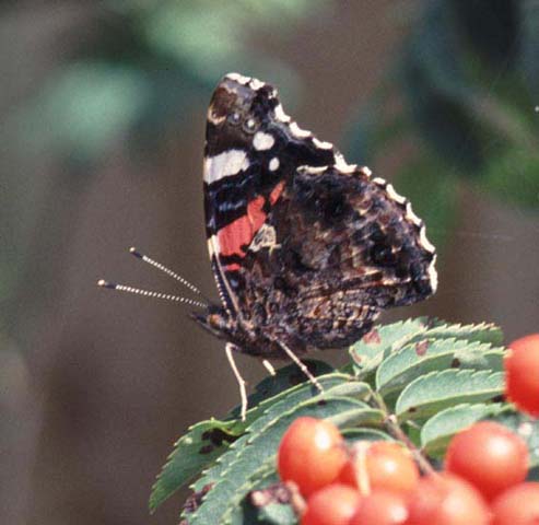 Red Admiral butterfly 