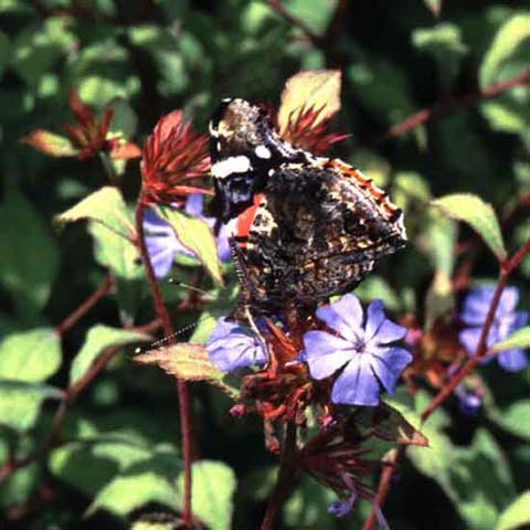 Red Admiral butterfly on Ceratostigma
