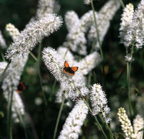 Small Copper butterfly on Cimicifuga