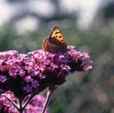 Small Copper butterfly on Verbana