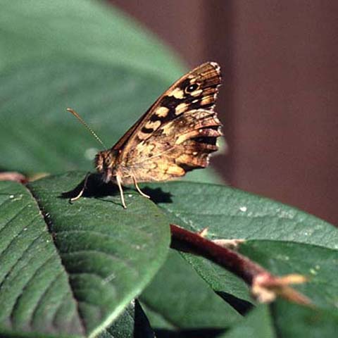 Speckled Wood butterfly 