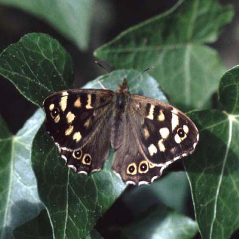 Speckled Wood butterfly resting on Ivy