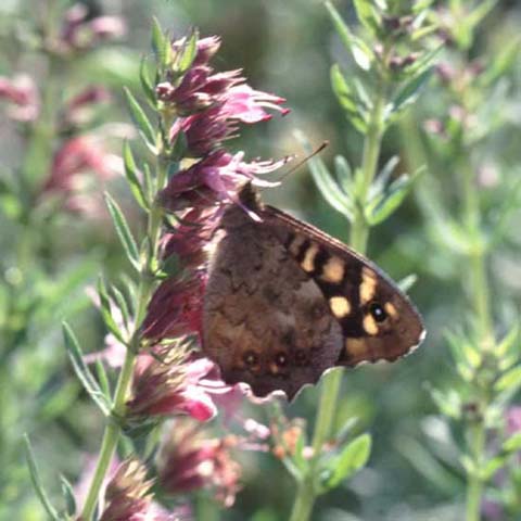 Speckled Wood butterfly on Hyssop