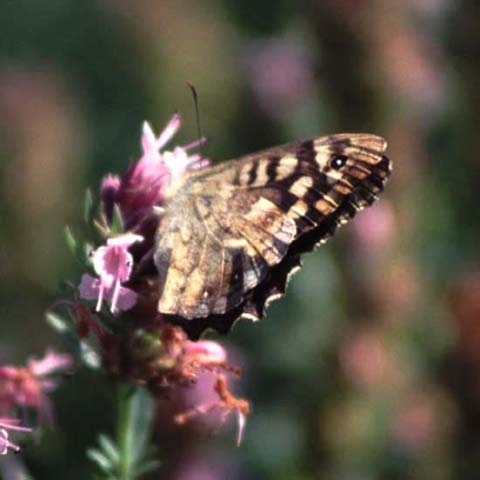 Speckled Wood butterfly on Hyssop