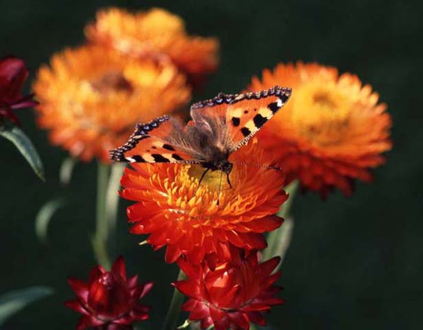 Small Tortoiseshell butterfly on Helichrysum