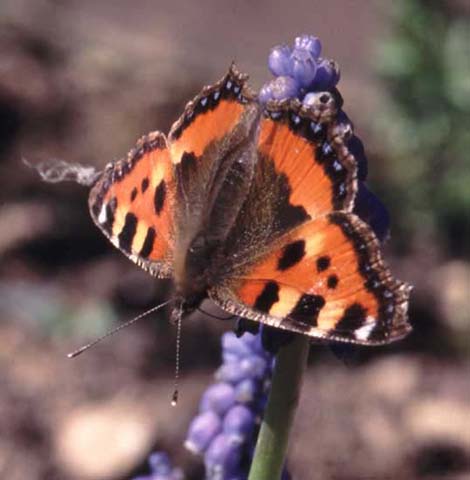 Small Tortoiseshell butterfly on Muscari