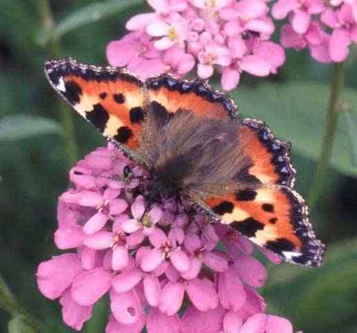 Small Tortoiseshell butterfly on Candytuft