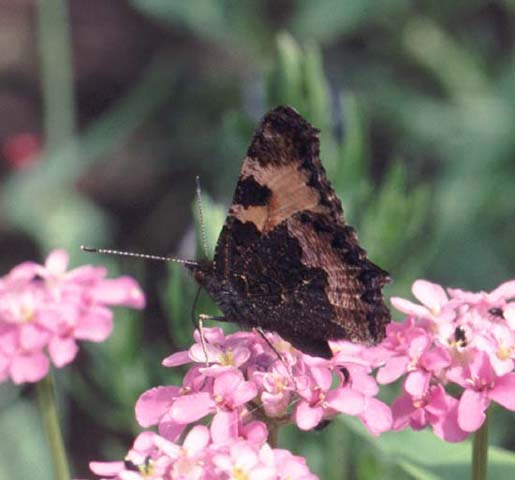 Small Tortoiseshell butterfly on Candytuft