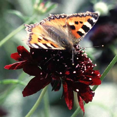 Small Tortoiseshell butterfly on Scabious