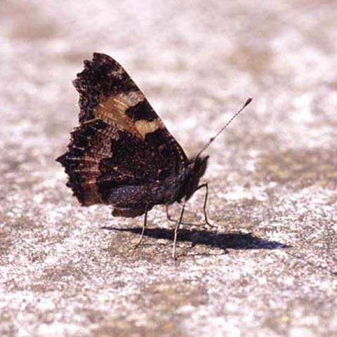 Small Tortoiseshell butterfly