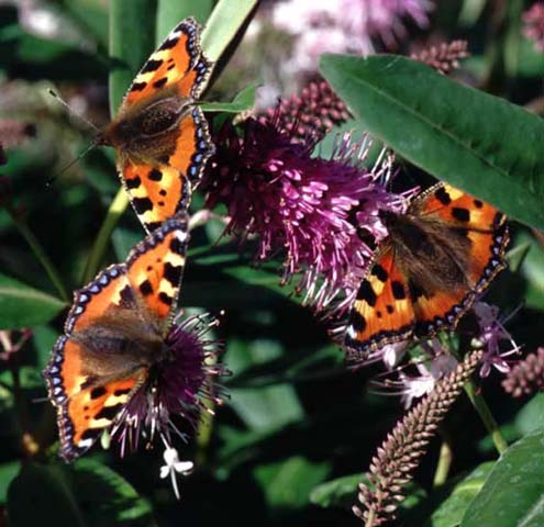 3 Small Tortoiseshell butterflies on Hebe