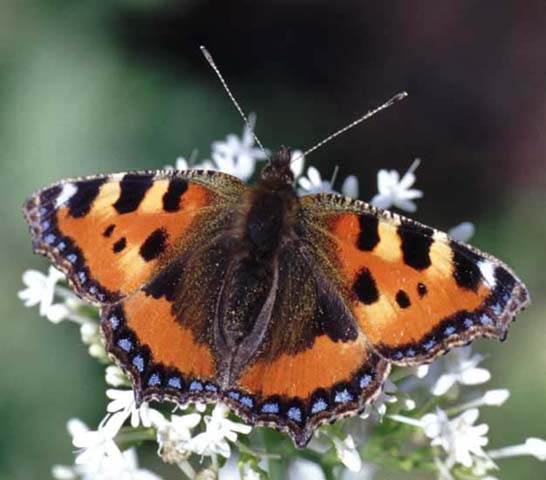 Small Tortoiseshell butterfly on Kentranthus ruber alba