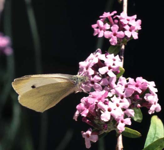 Small White butterfly on Buddleia alternifolia