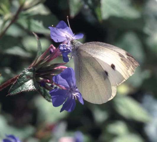 Small White butterfly on Ceratostigma