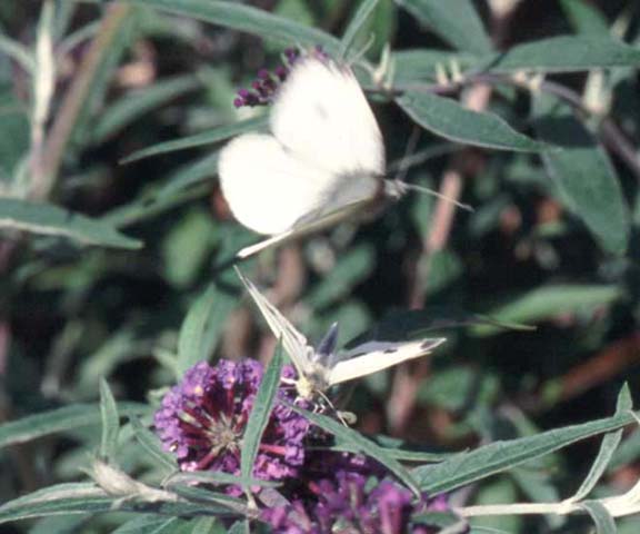 Mating pair of Small White butterflies on Buddleia 'Nanho Blue'