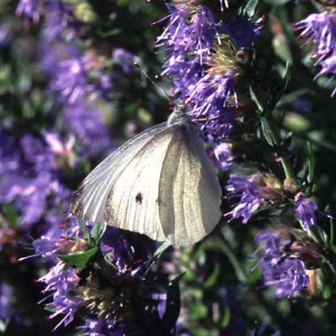 Small White butterfly on Hyssop