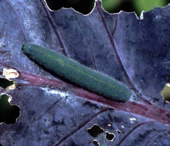Caterpillar of Small White butterfly on Cabbage leaf