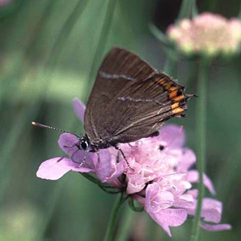 White Letter Hairstreak butterfly on Field Scabious