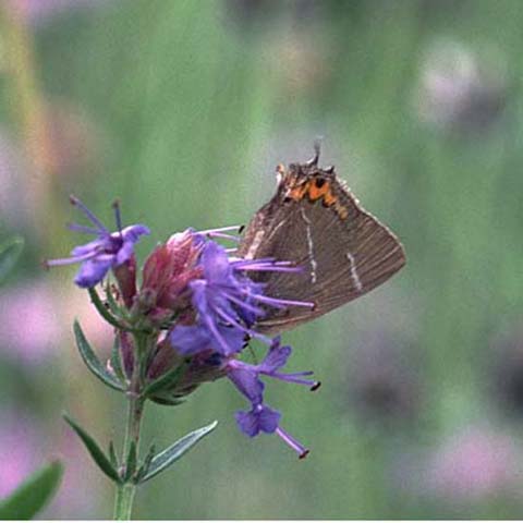 White Letter Hairstreak butterfly on Hyssop