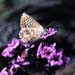 Brown Argus