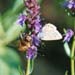 cb_005_2a