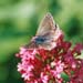 cb_007_4a