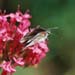 cb_008_5a