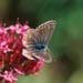 cb_009_6a