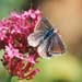 cb_010_7a