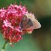 cb_011_8a