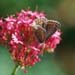 cb_012_9a