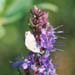 cb_016_13a