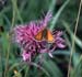 Essex/Small Skipper