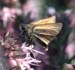 Essex/Small Skipper