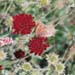 mb_017_14a