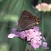 White-letter Hairstreak