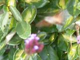 Hummingbird Hawkmoth