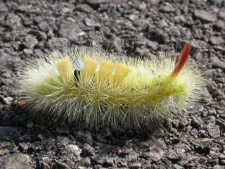 Pale Tussock caterpillar