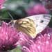 Green-veined White